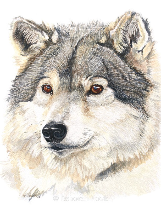 Wolfie - Pets