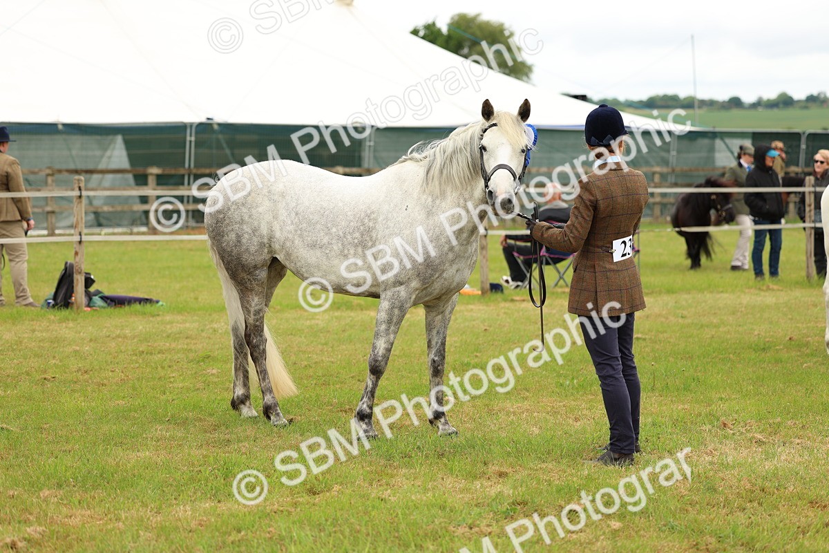 SBM_04246 - Class 64-67 - Shetland Pony In Hand