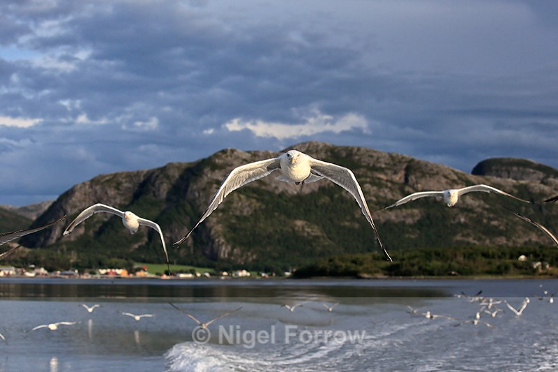 Herring Gulls following boat, Norway - Herring Gull
