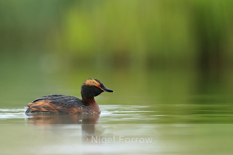 Breeding plumage Slavonian Grebe, Iceland - Slavonian Grebe