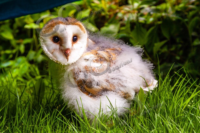 barn owl tyto alba-0089 - BoP from around the world