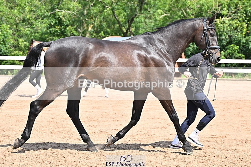 240718A-105244-01096 - Trot Up 12pm to 1pm
