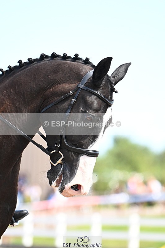 240816A-121855-04868 - 289-Rosey.Bradburn-High.Spirits.II