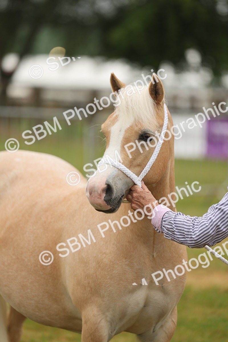 SBM_01580 - Class 50-57 - M&M Welsh Pony In Hand