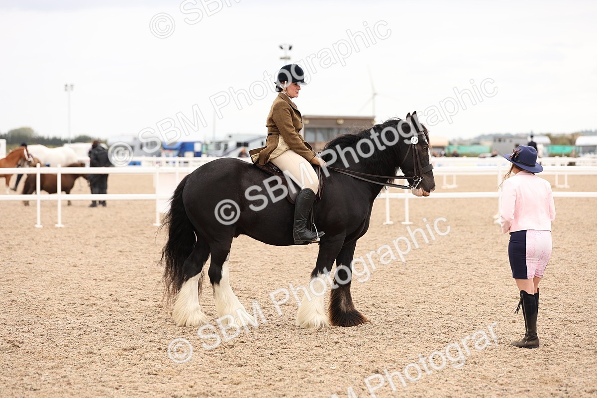 SBM_19714 - Class 216 - Ridden Traditional - Native Cob