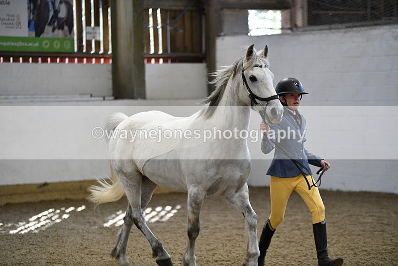 WJ5_4543 - Class 3 Part Bred In hand