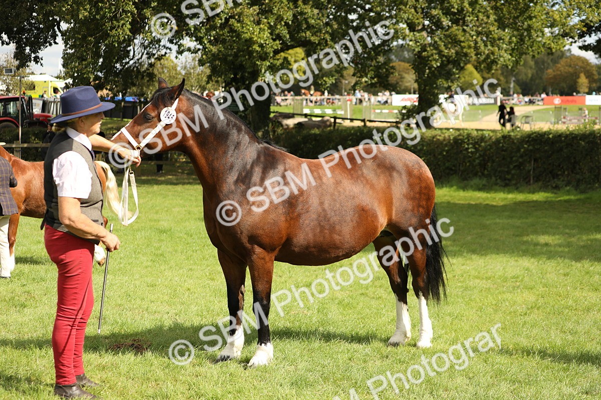 SBM_65427 - S47 - Mountain & Moorland In Hand Large Breeds