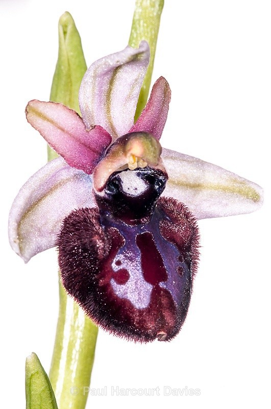  - WB: Orchids - Ophrys