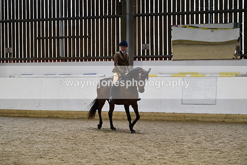 WJ5_8917 - Class 15 Ridden Show Horse