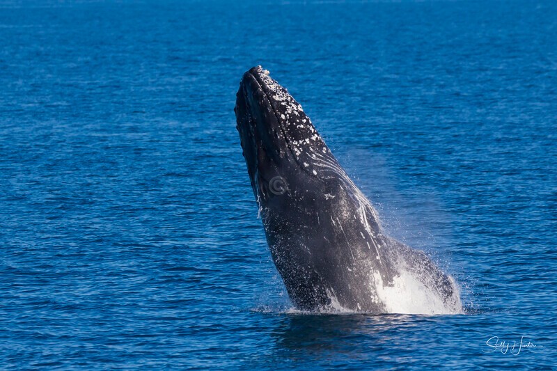 0A3A7915 - 2024 Hervey Bay Whales