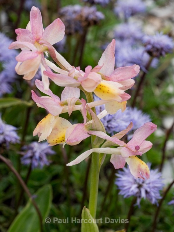 Hybrid Orchis - Orchis x colemanii ( Orchis mascula x O. pauciflora) - Wild Orchids - 1