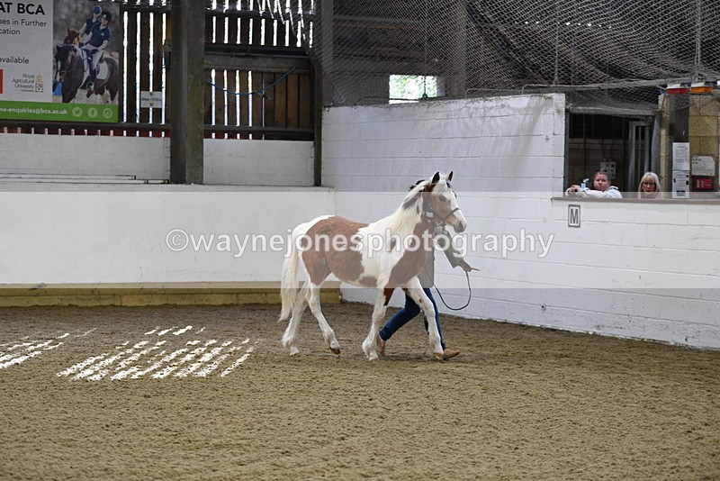 WJ5_3393 - Class 1 Youngstock