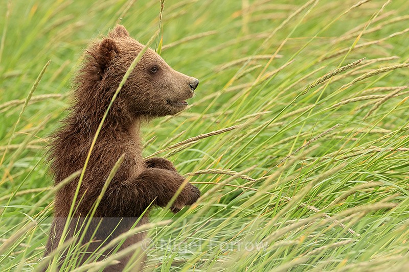 Brown Bear cub standing close view, Silver Salmon Creek, Alaska - Brown Bear