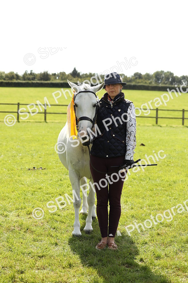 SBM_65626 - S48 - Show Pony & Show Hunter Pony In Hand