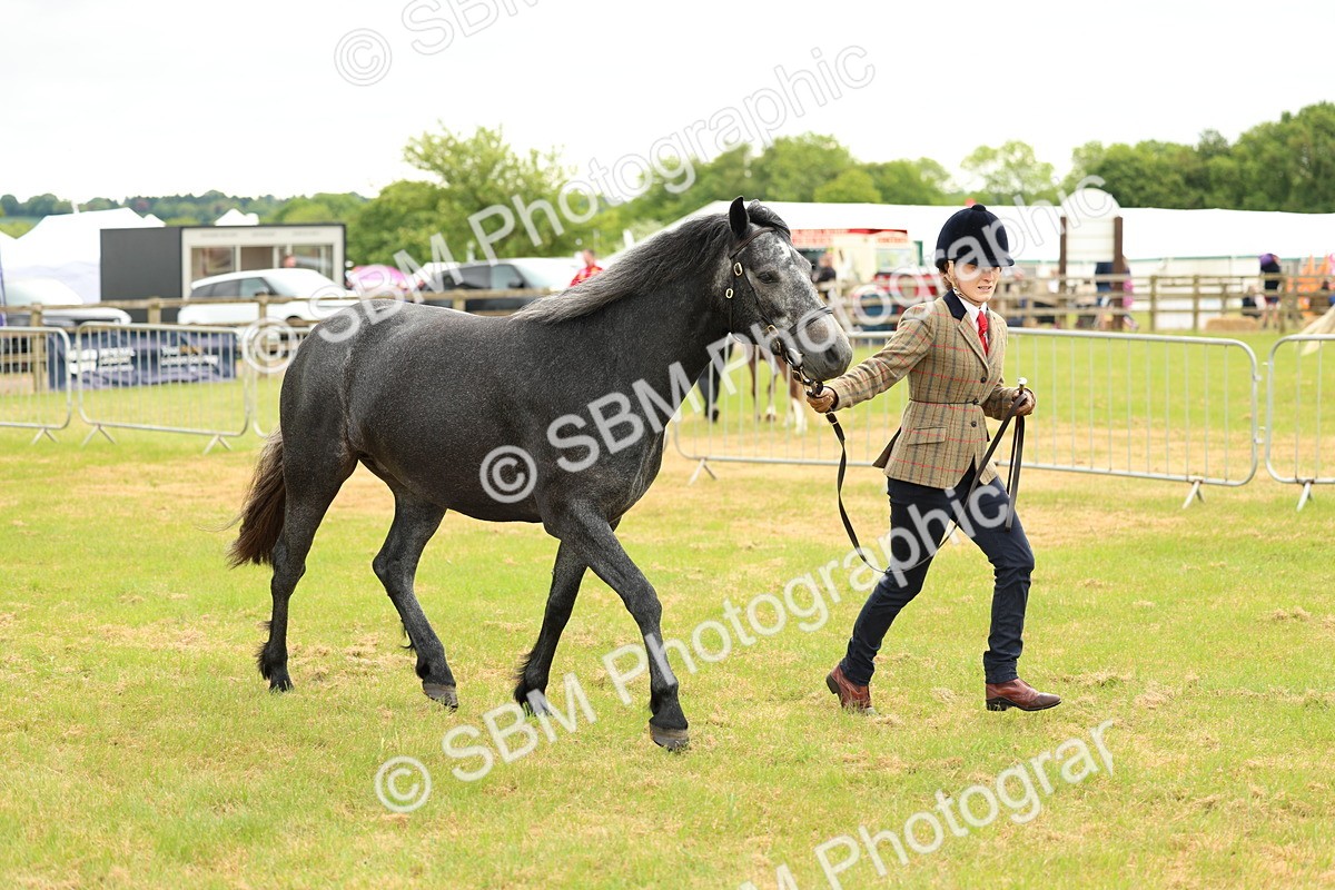 SBM_04078 - Class 64-67 - Shetland Pony In Hand