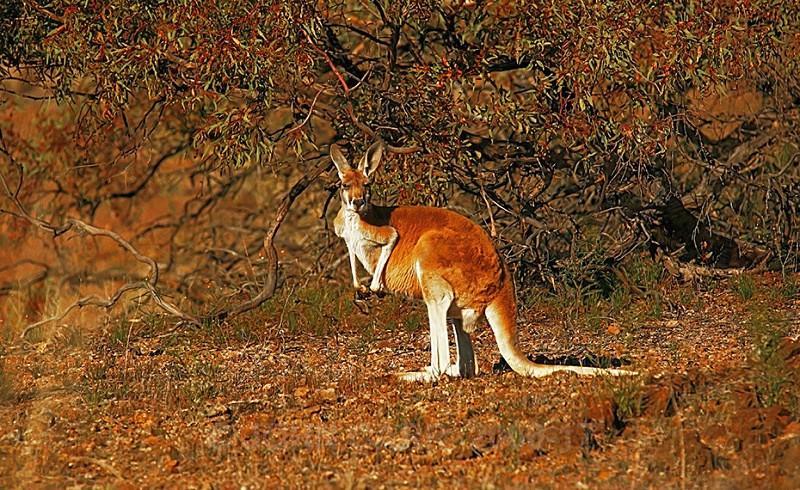 Red Kangaroo 2 - ANIMAL AND BIRD PHOTOS