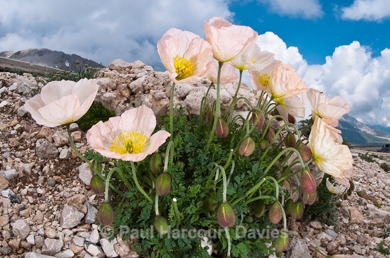  - Plants: wide-angle