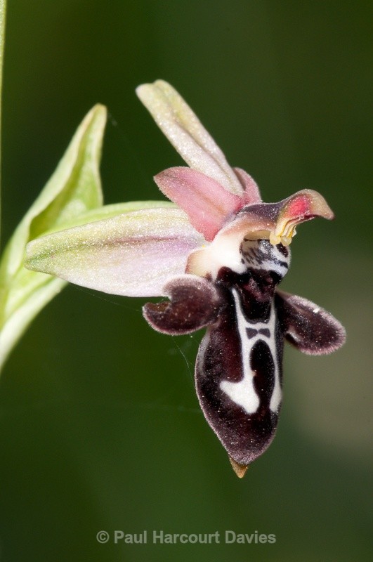  - Orchids - Crete