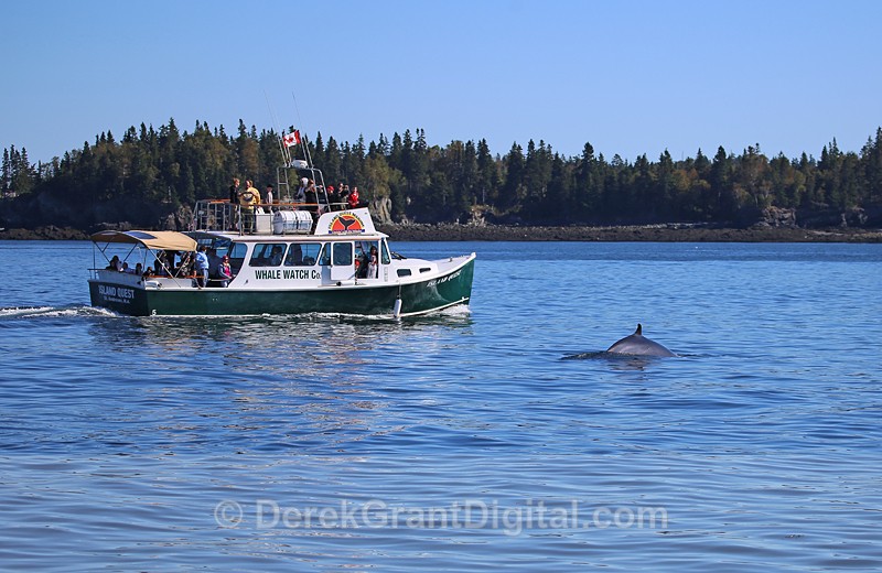 Watching Whales with Island Quest Tours - Whales / Sea Mammals