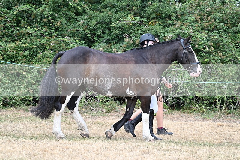 WJ7_1831 - Class 4a Prettiest Mare 14.2hh and over hand