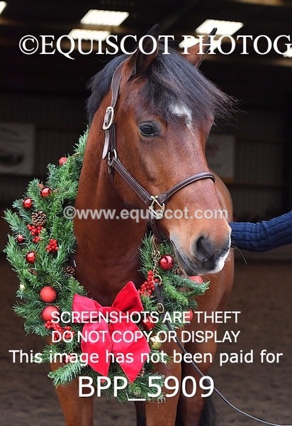 BPP_5909 - Marion West pony 3