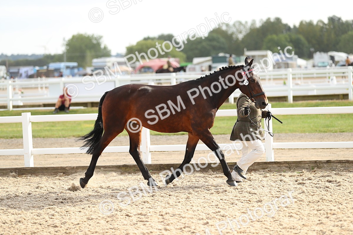 SBM_08563 - Class 28 - IH Veteran Horse