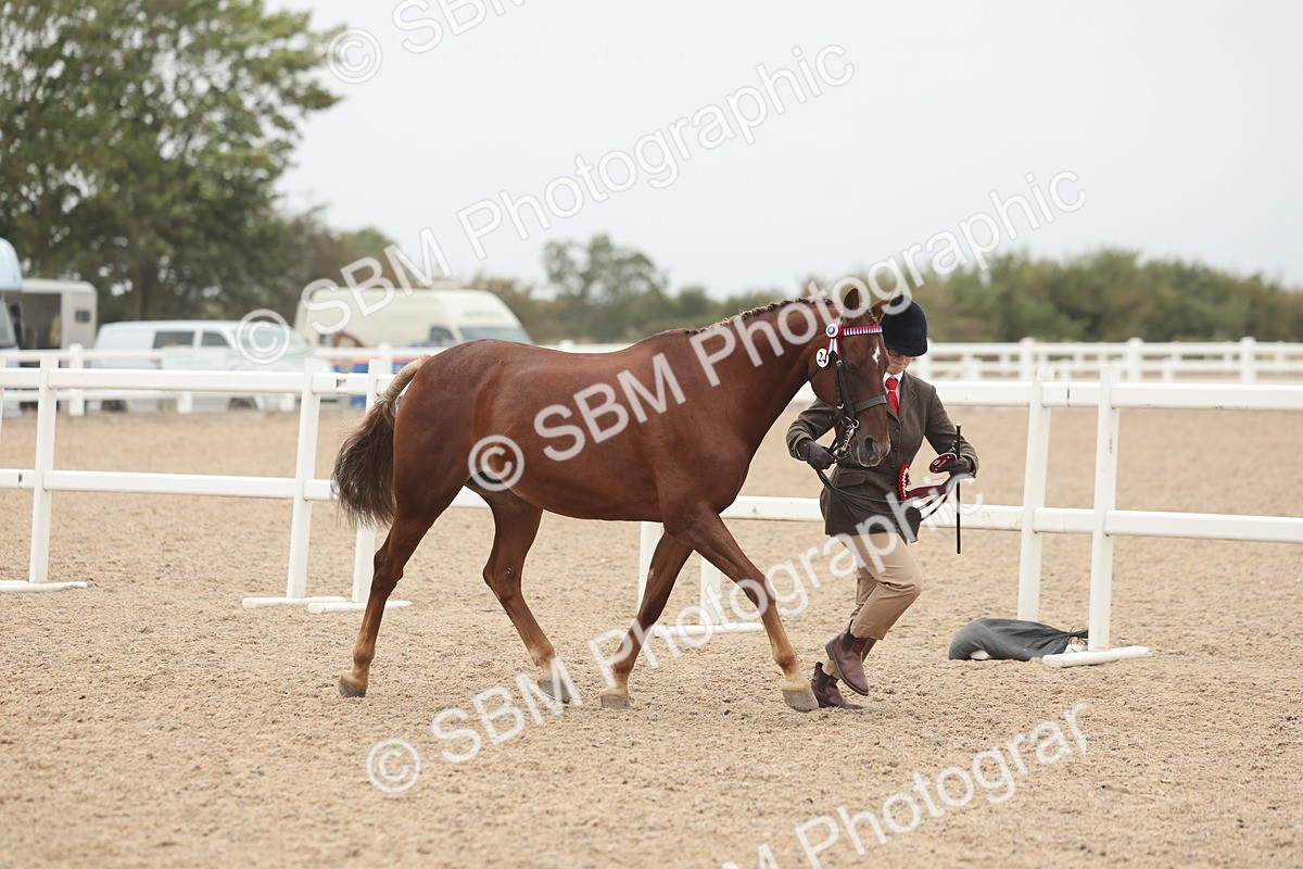 SBM_19915 - Class 318 - IH Part Bred Horse-Pony