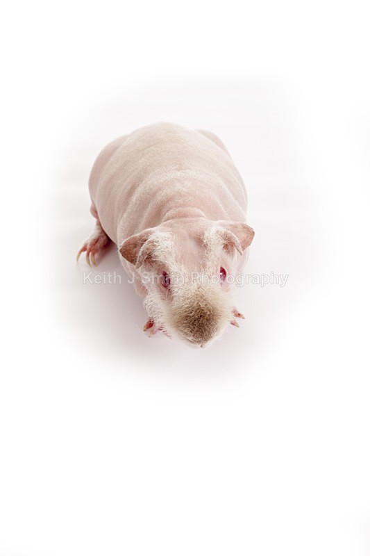 2SKJ8928 - Roaming Reptile Show. II