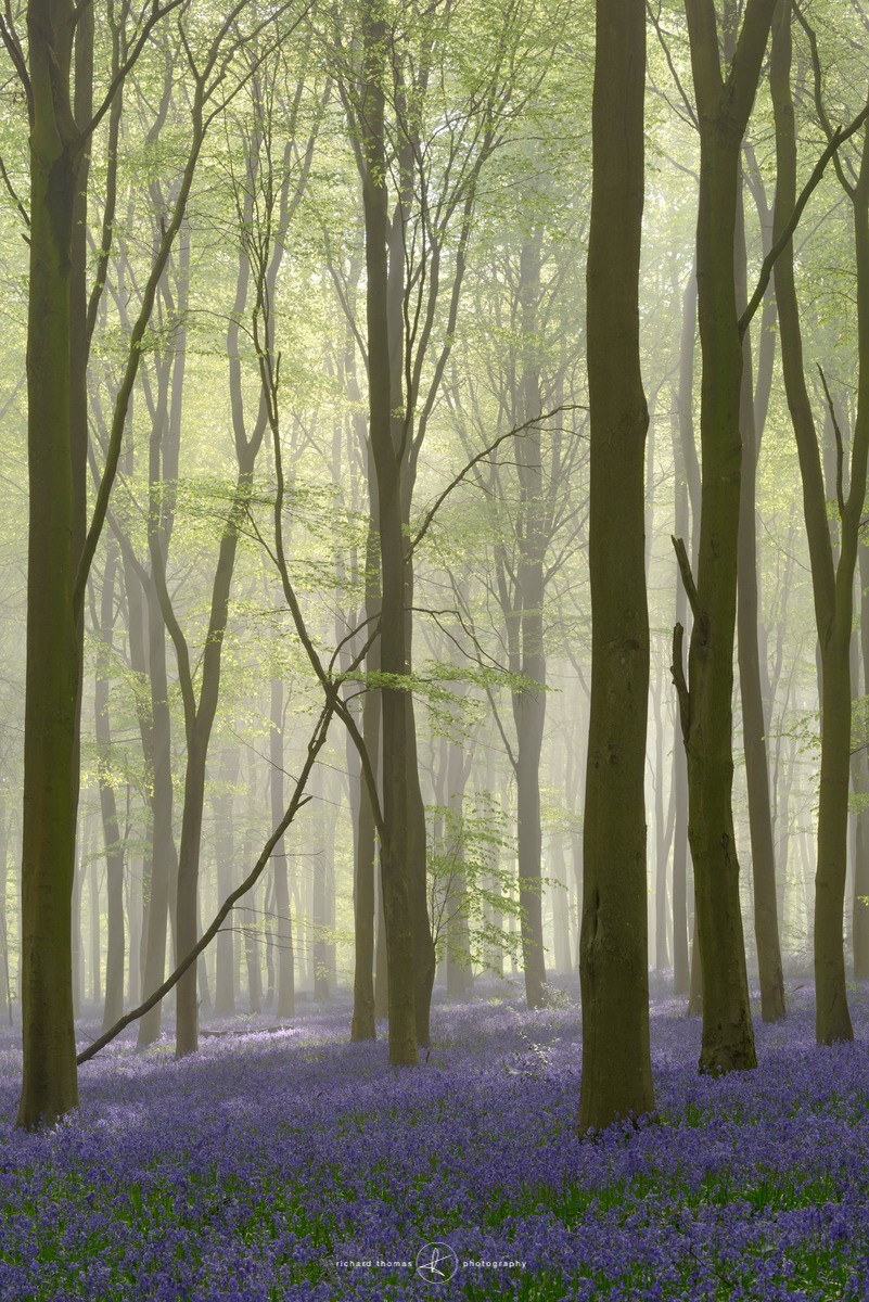 Bluebell mist breakthrough I - BlueWood