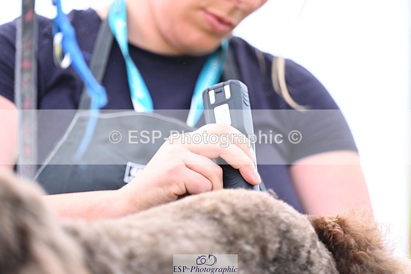 240525-114839-12630 - Candid and Saturday Hobby Horse