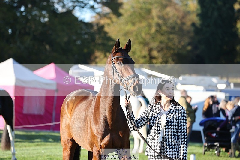 241027-083253-14659 - 390-Pippa.Howell-Phippard-NO.LIMIT.II