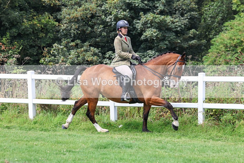 3E7A8644 - Class 5: Working Show Horse