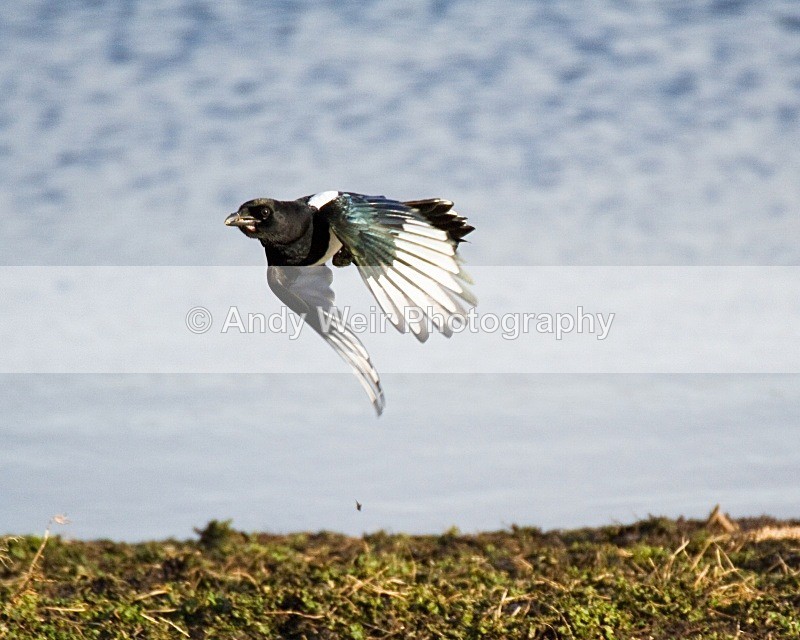 20080202-061 - Magpie
