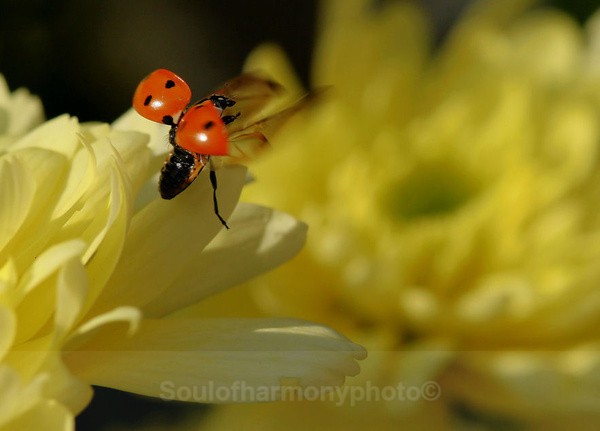  - Invertebrate's Macro