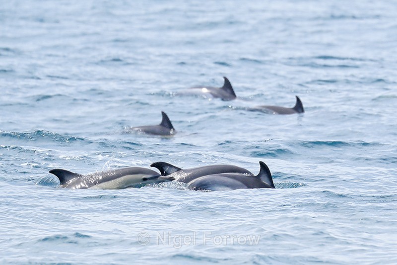 Common Dolphins, Bay of Gibraltar - Dolphin