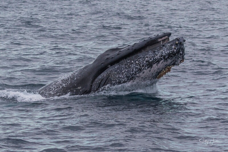 0A3A5571 - 2024 Whale Photos