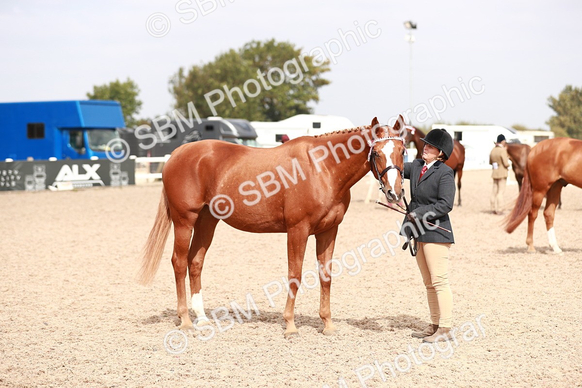 SBM_13258 - Class 208 IH Veteran Horse