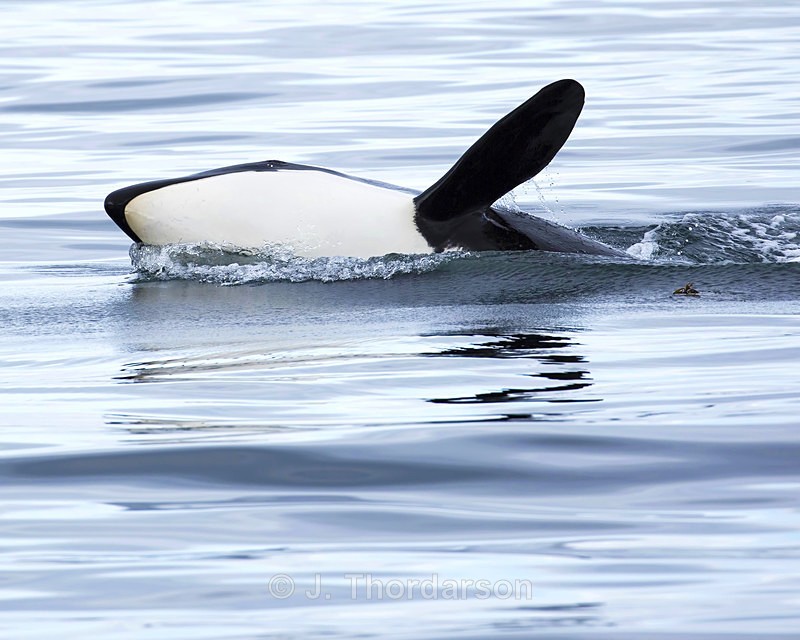 - Orca