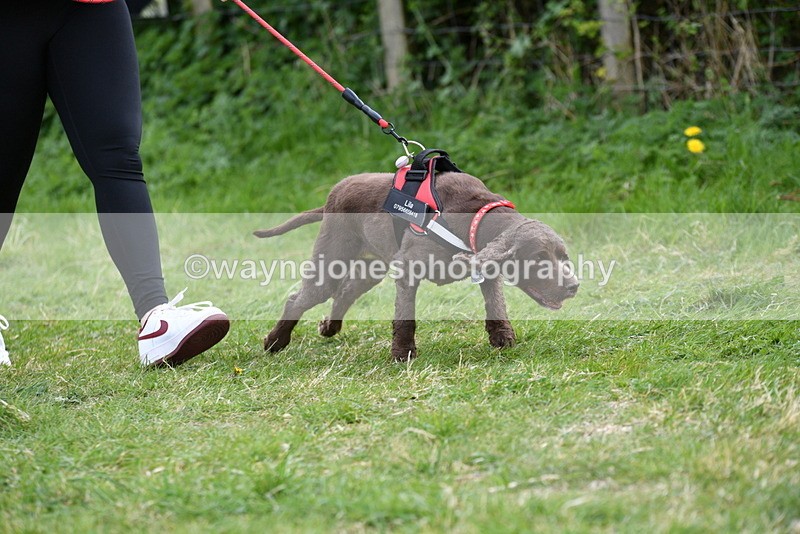 WJ5_0056 - Class 5 Best Veteran / 7 years & over