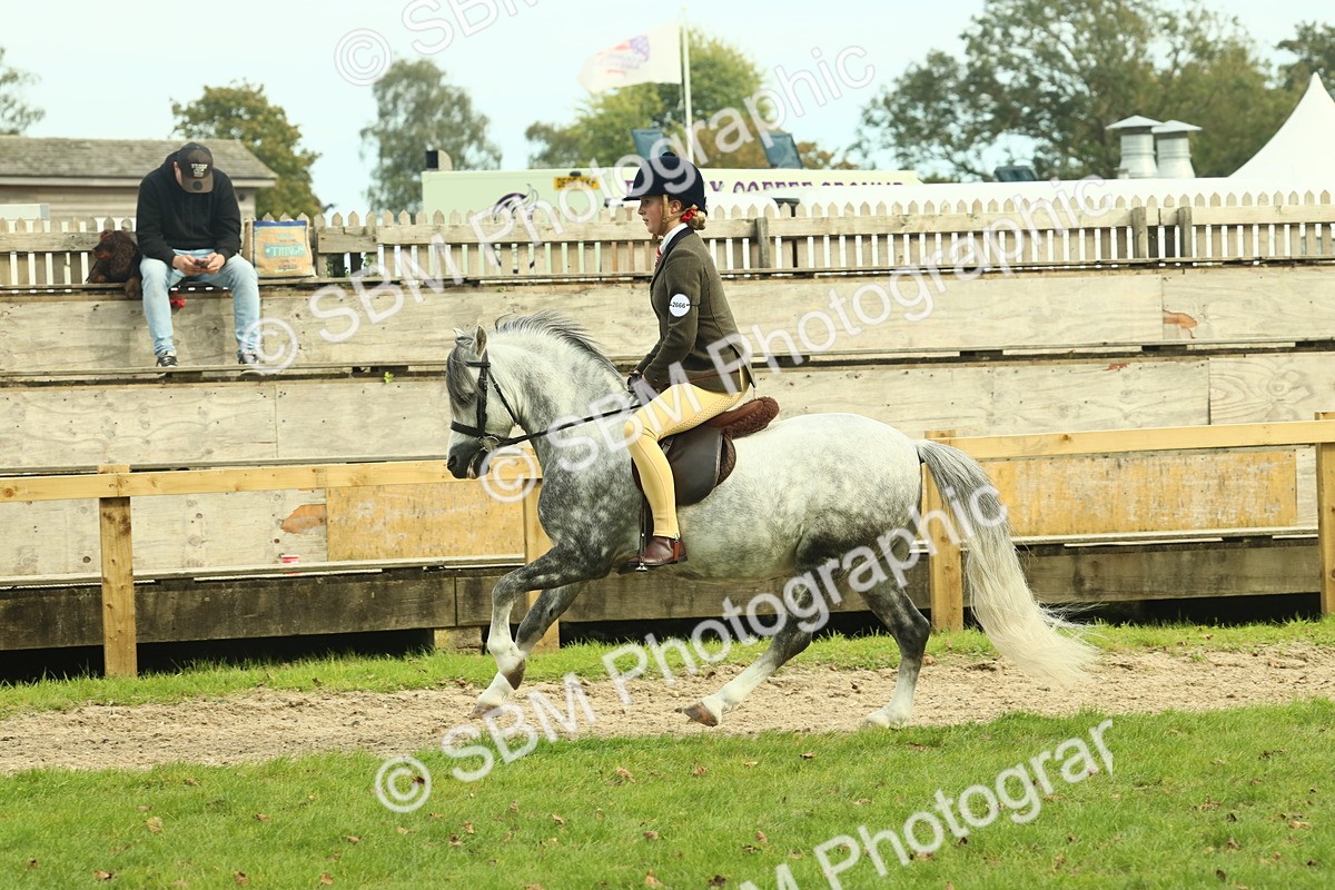 SBM_69873 - S59 - Mountain & Moorland Ridden Small Breeds