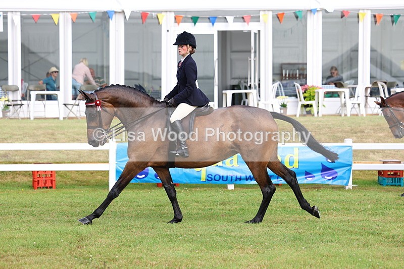 3E7A8067 - Class 2: Rising Star Large Hack/Riding Horse