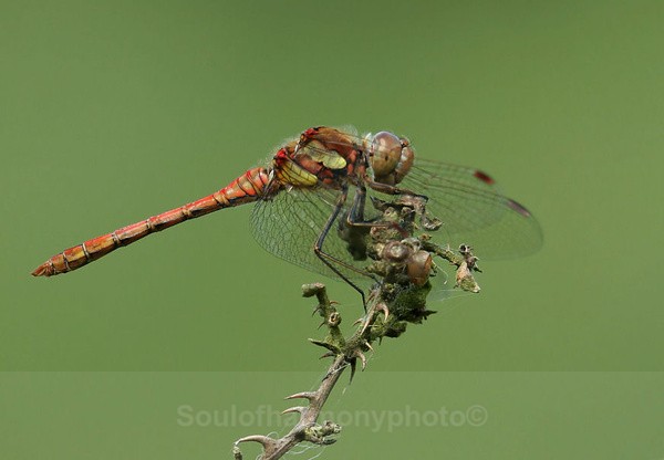 Common Red Darter - Invertebrate's Macro