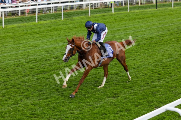 160524-Race 4-Economics-1875 - Race 4 3.45pm Al Basti Equiworld Dubai Dante Stakes