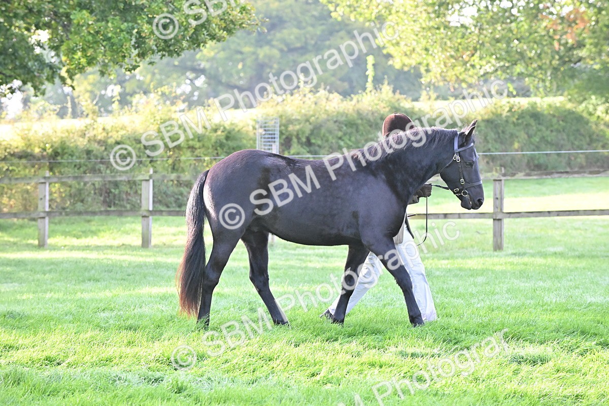 SBM_55321 - S44 - Youngstock In Hand