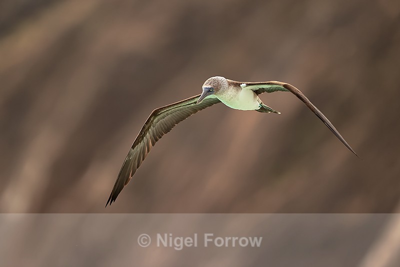 Blue-footed Booby hovering, Brujo Hill, San Cristobal, Galapagos - Blue-footed Booby