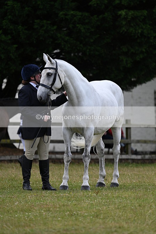 WJ7_7001 - Class 5a Most Handsome Gelding in Hand
