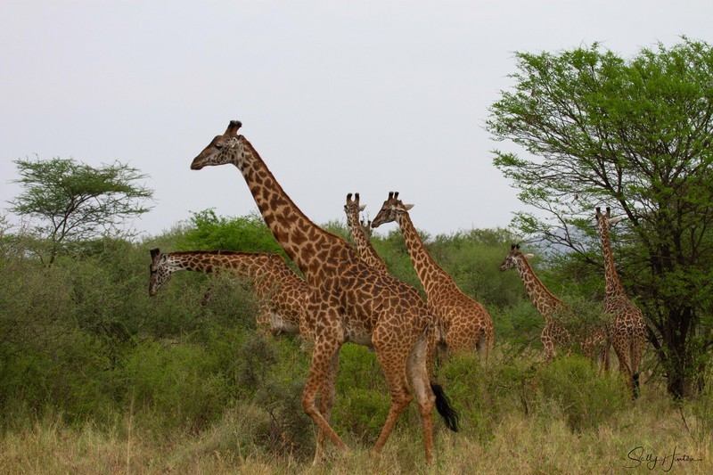 A Travel of Giraffe 2