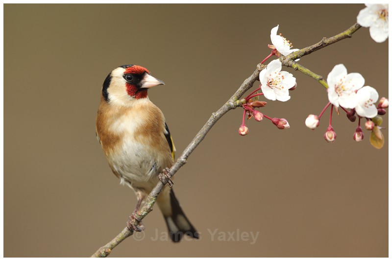 Gold Finch perched on Spring Blossom - British Birds