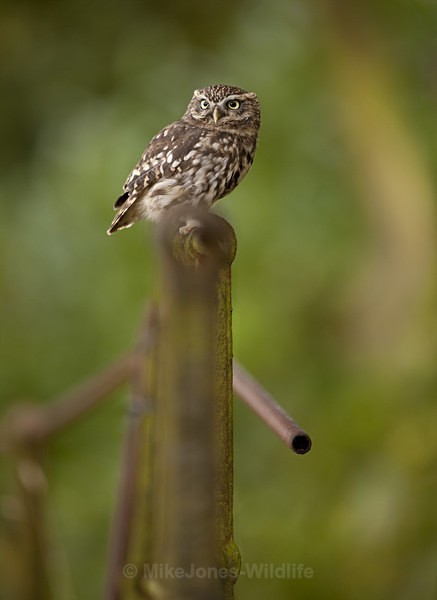 LITTLE OWL REF LO 4 - LITTLE OWL