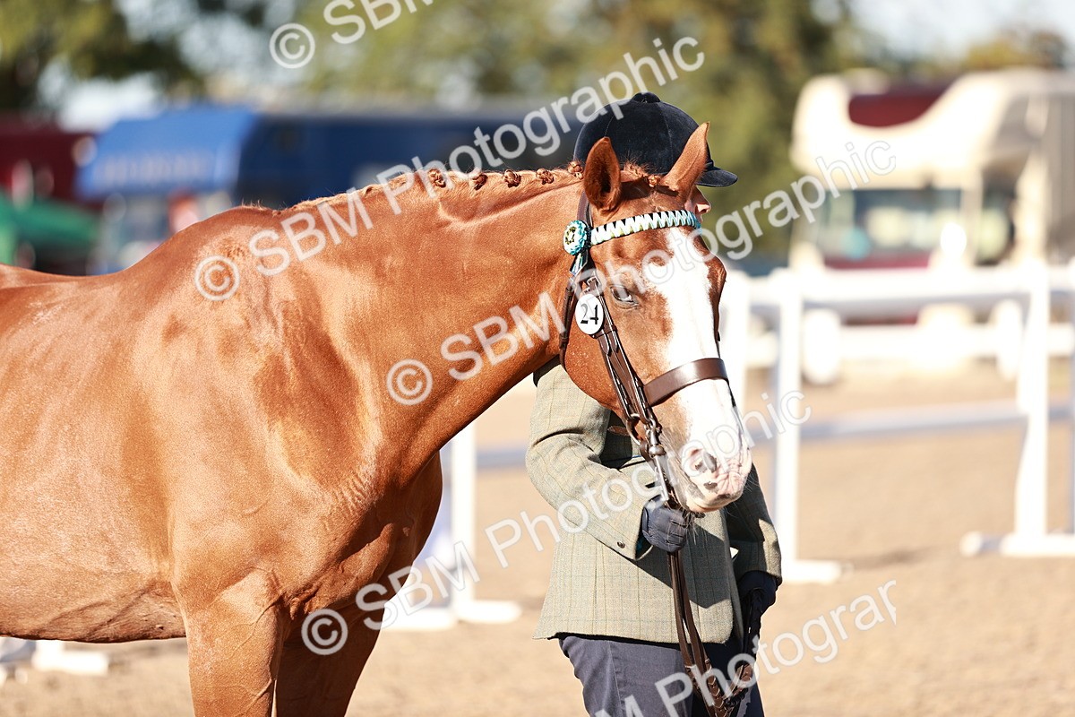 SBM_11207 - Class 401 - IH  Veteran horse